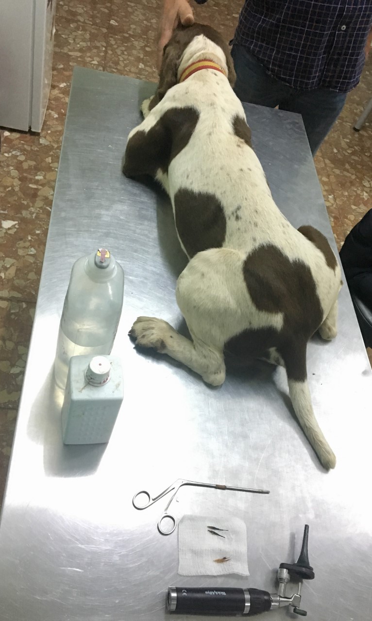 veterinario perros